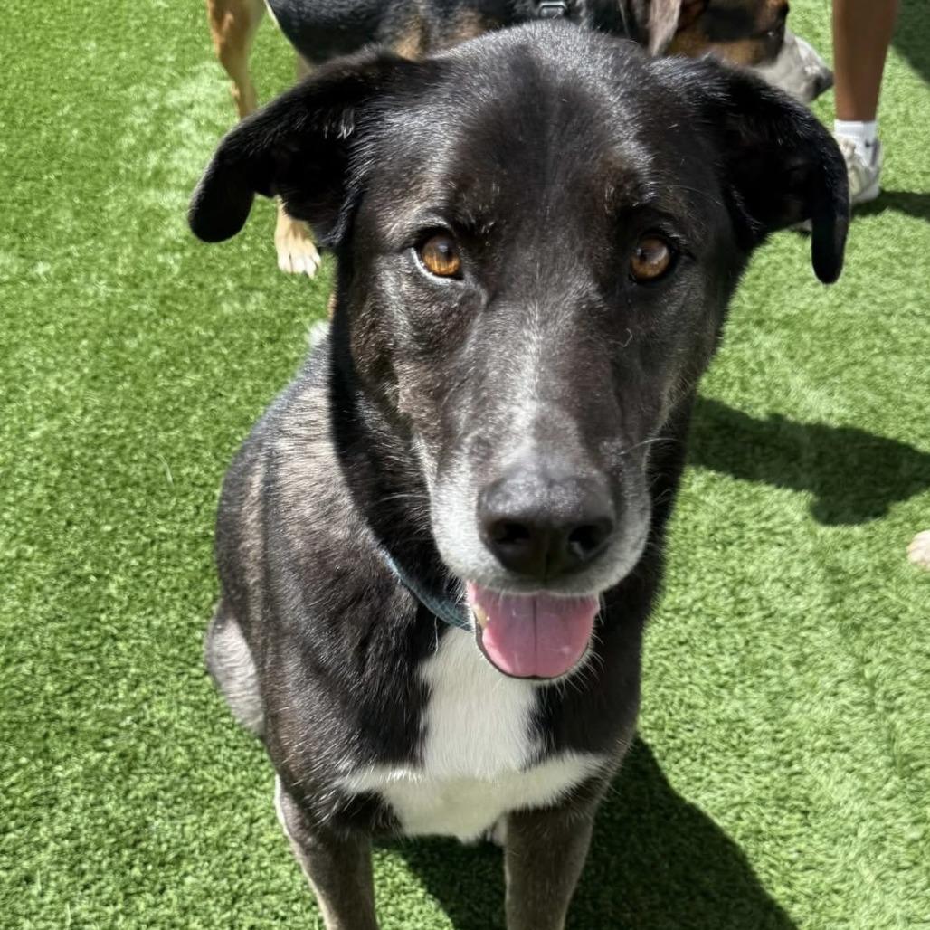 Enlarge Ollie (Reduced Rover), a Adoptable mixed breed in New Orleans, LA image 2/6