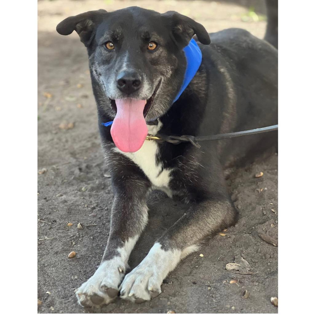 Enlarge Ollie (Reduced Rover), a Adoptable mixed breed in New Orleans, LA image 3/6