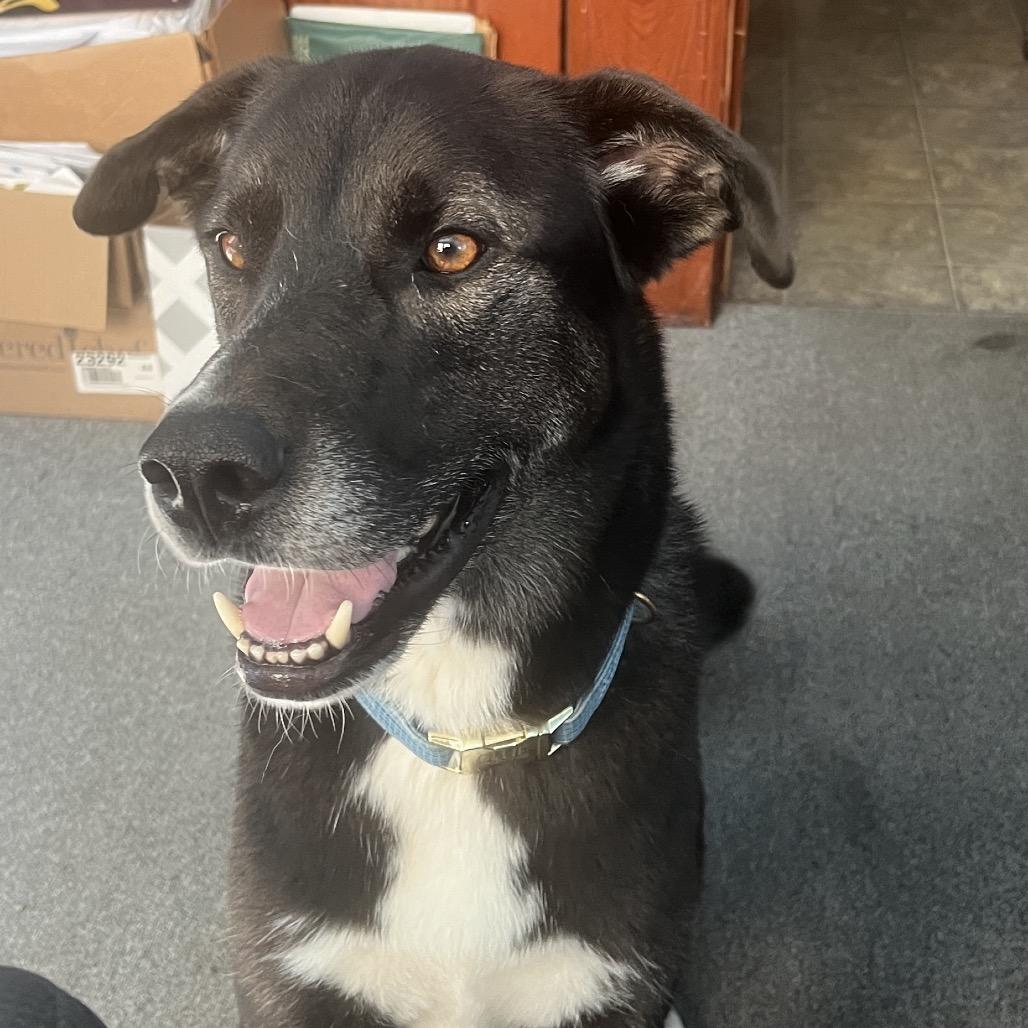 Enlarge Ollie (Reduced Rover), a Adoptable mixed breed in New Orleans, LA image 5/6