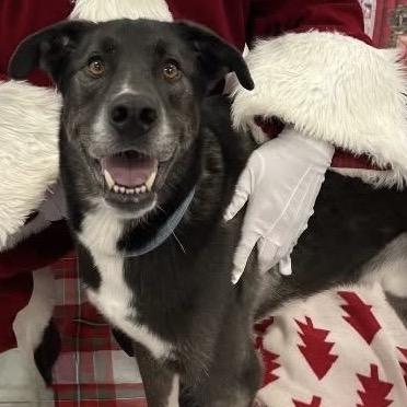 Enlarge Ollie (Reduced Rover), a Adoptable mixed breed in New Orleans, LA image 6/6