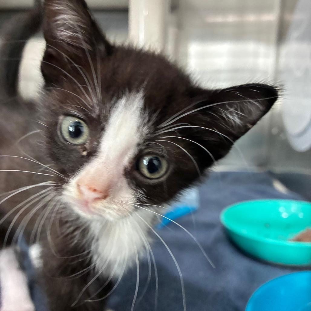 Serena, Adoptable, Kitten Female Domestic Short Hair.