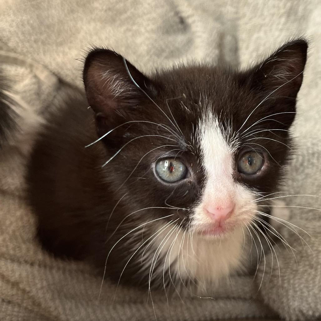 Enlarge Serena, a Adoptable Domestic Short Hair in Richmond Hill, GA image 2/2