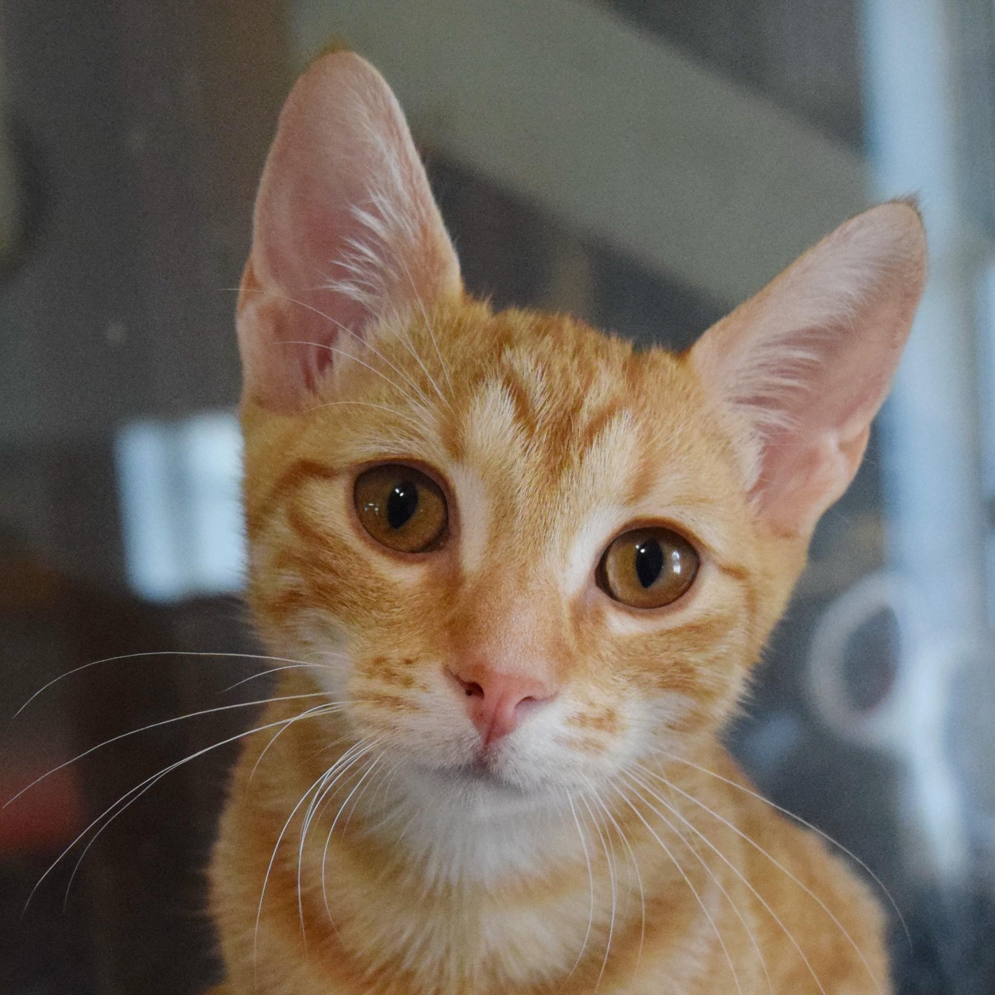 Timber, adopted, Kitten Male Domestic Short Hair.