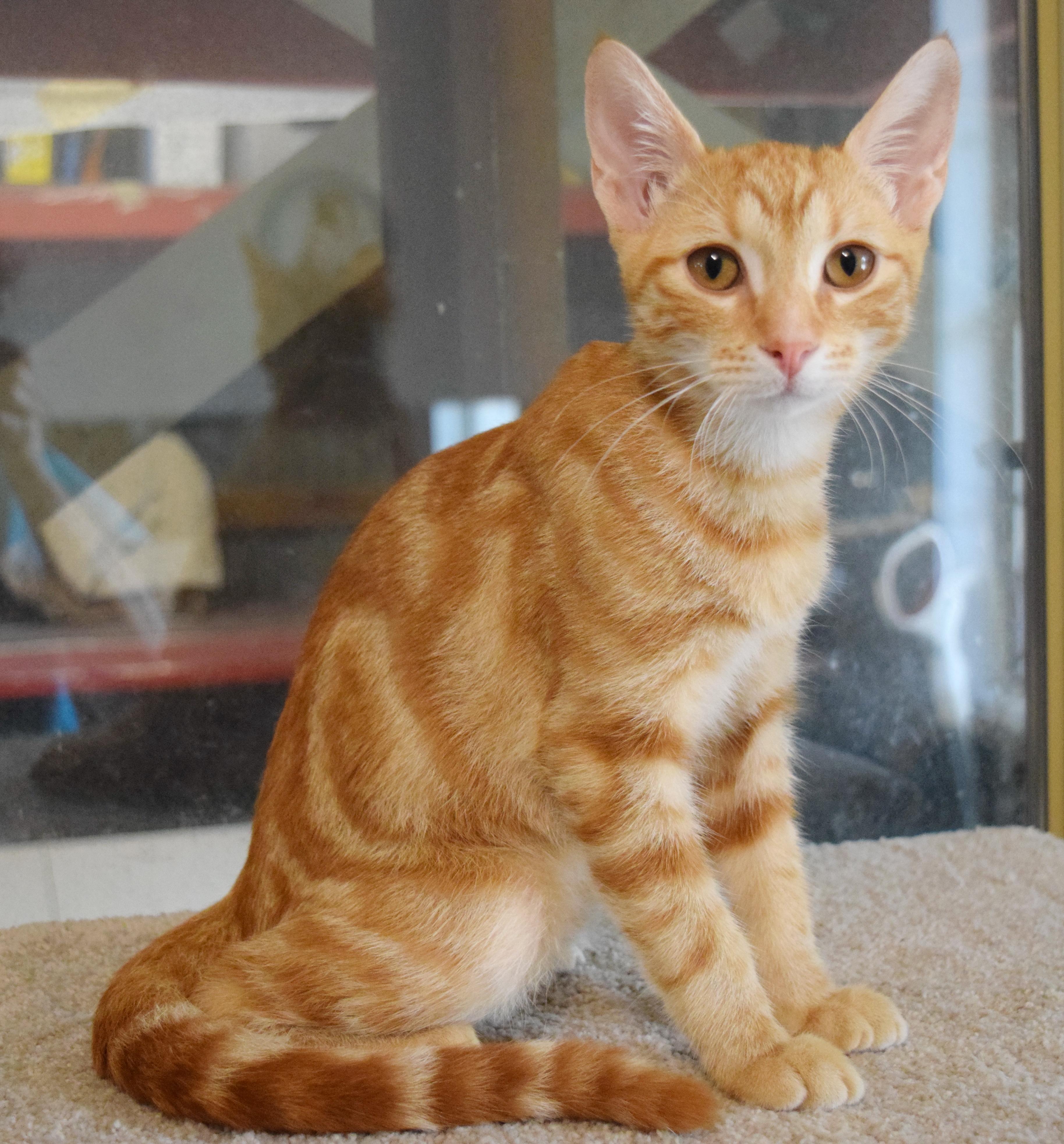 Enlarge Timber, an adopted mixed breed in Bulverde, TX image 2/6