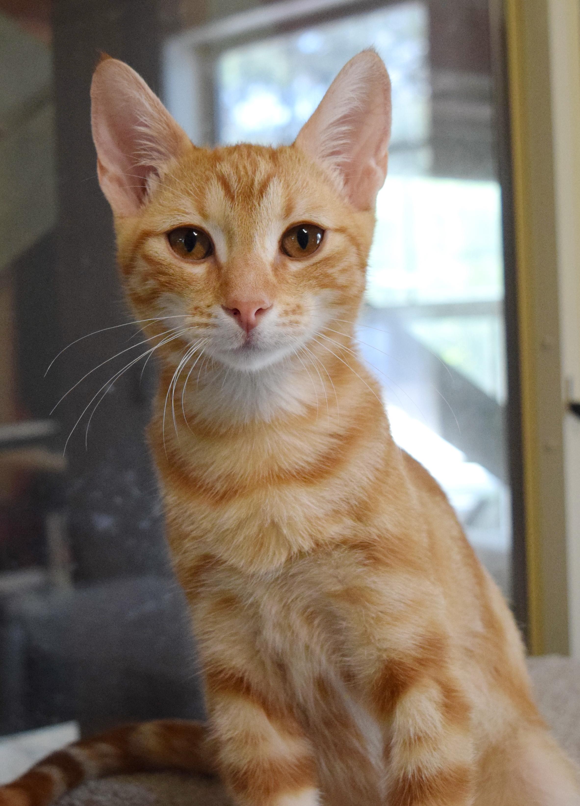 Enlarge Timber, an adopted mixed breed in Bulverde, TX image 5/6