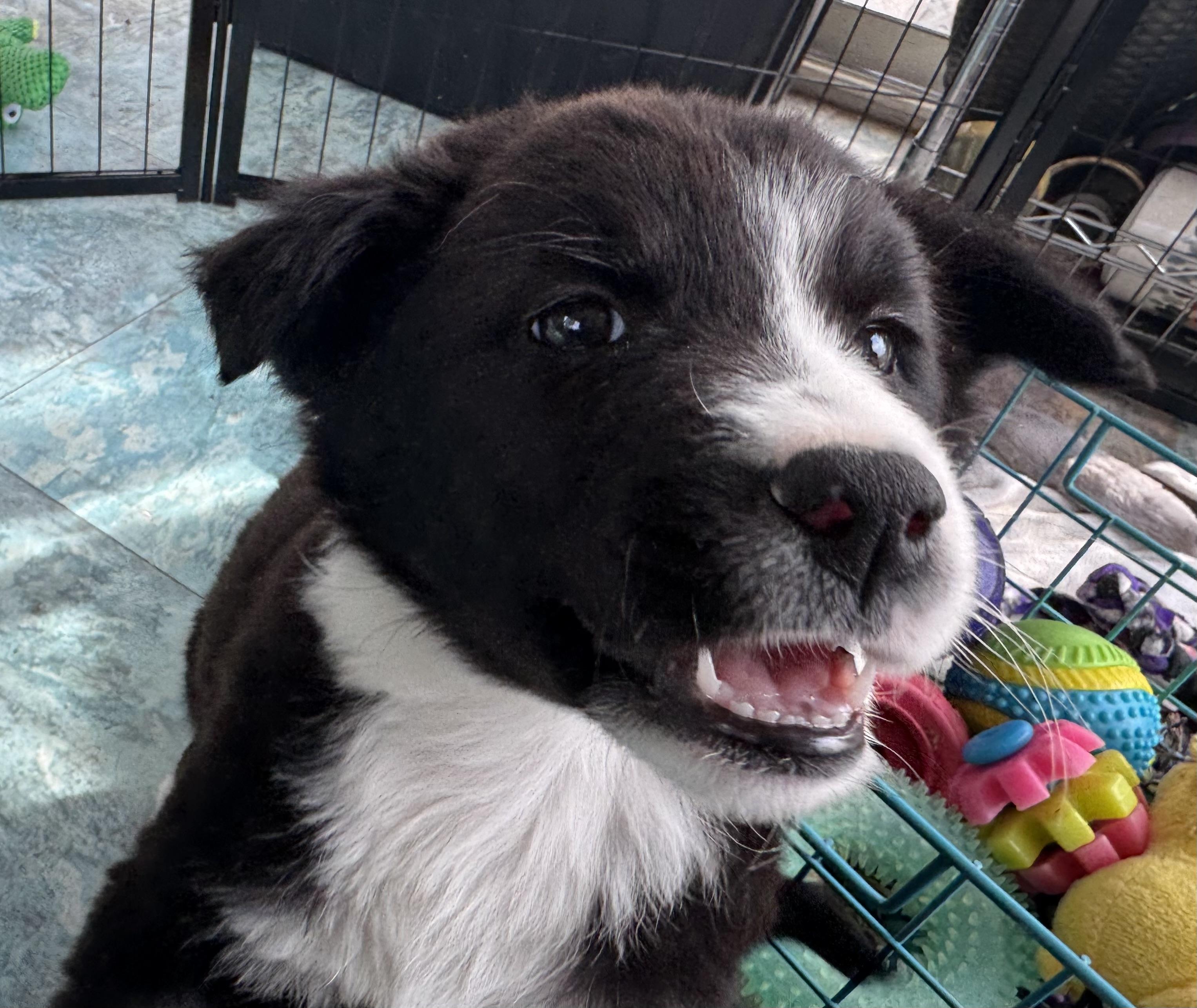 Olivia , a ADOPTABLE mixed breed in Denver, CO image 4/6