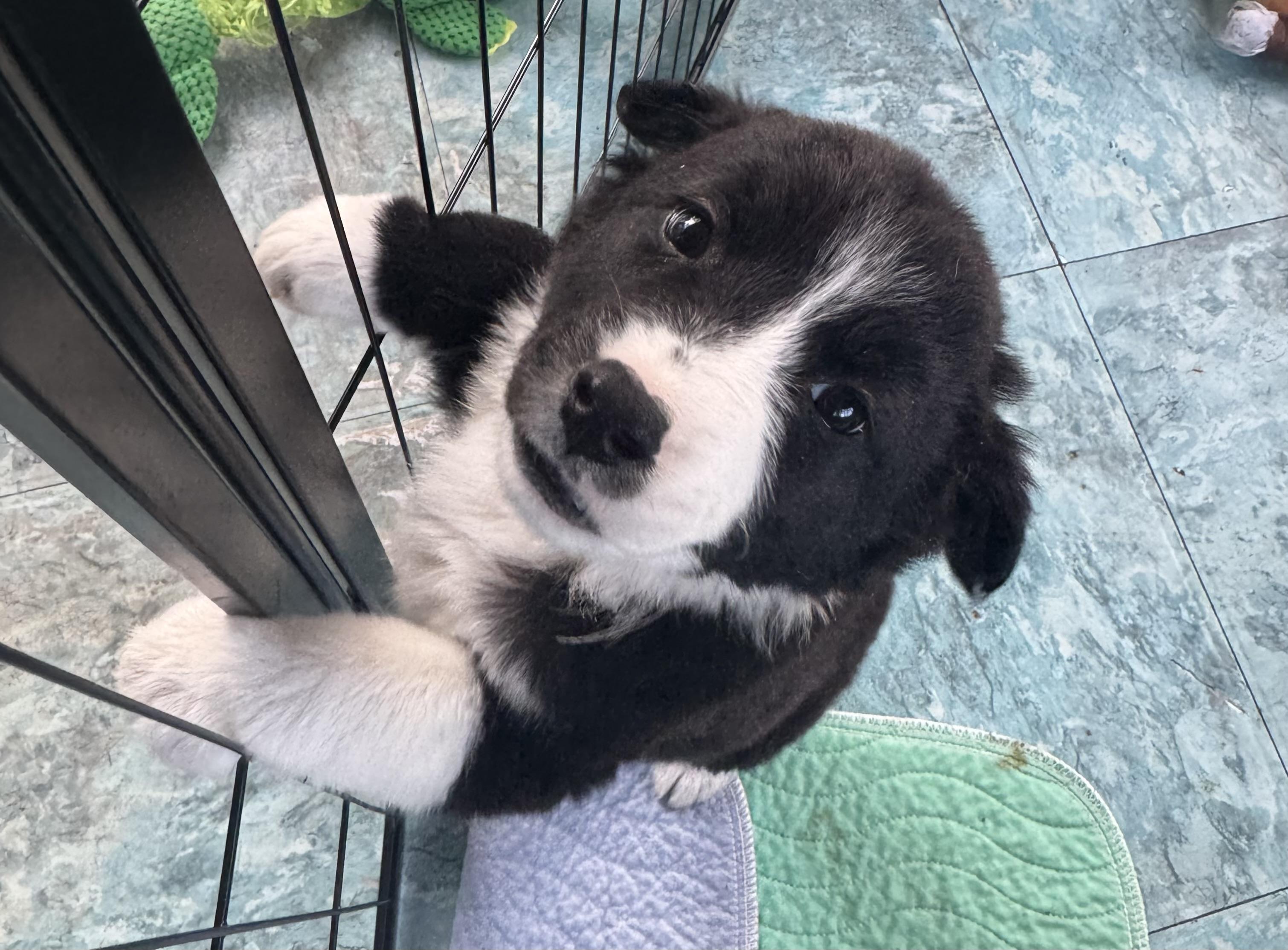 Olivia , a ADOPTABLE mixed breed in Denver, CO image 3/6