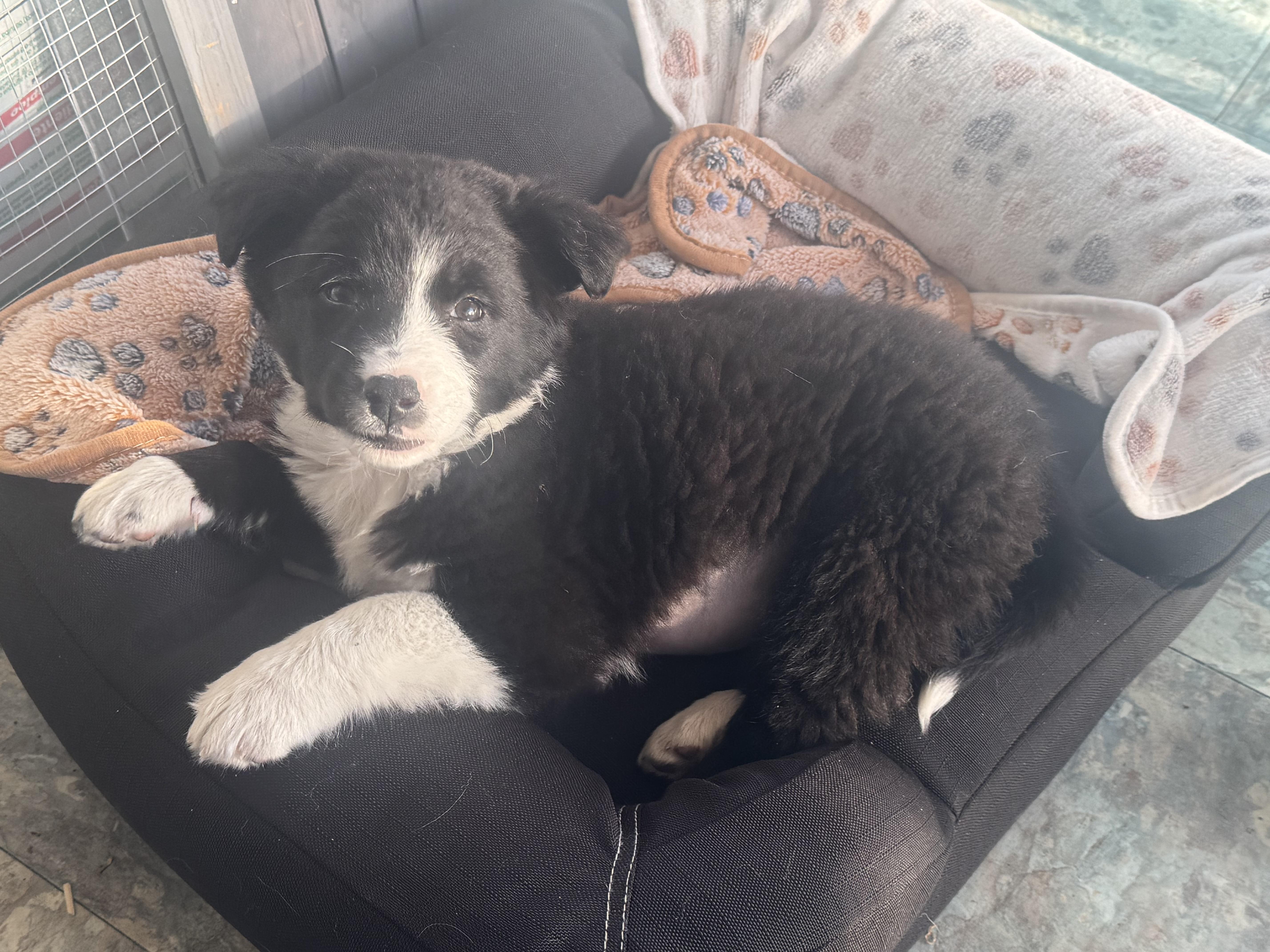 Olivia , a ADOPTABLE mixed breed in Denver, CO image 6/6