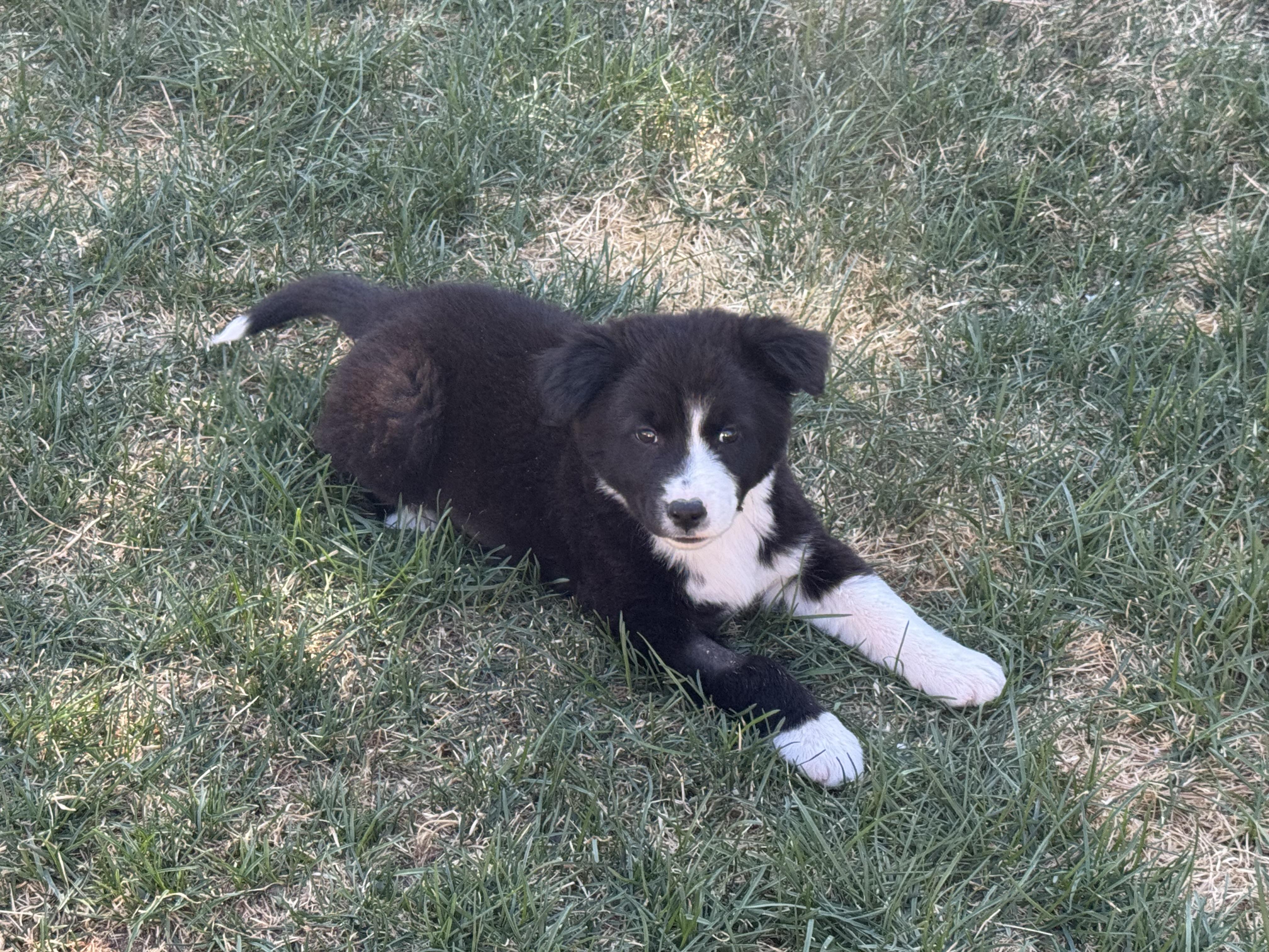 Enlarge Olivia , an adopted mixed breed in Denver, CO image 3/6