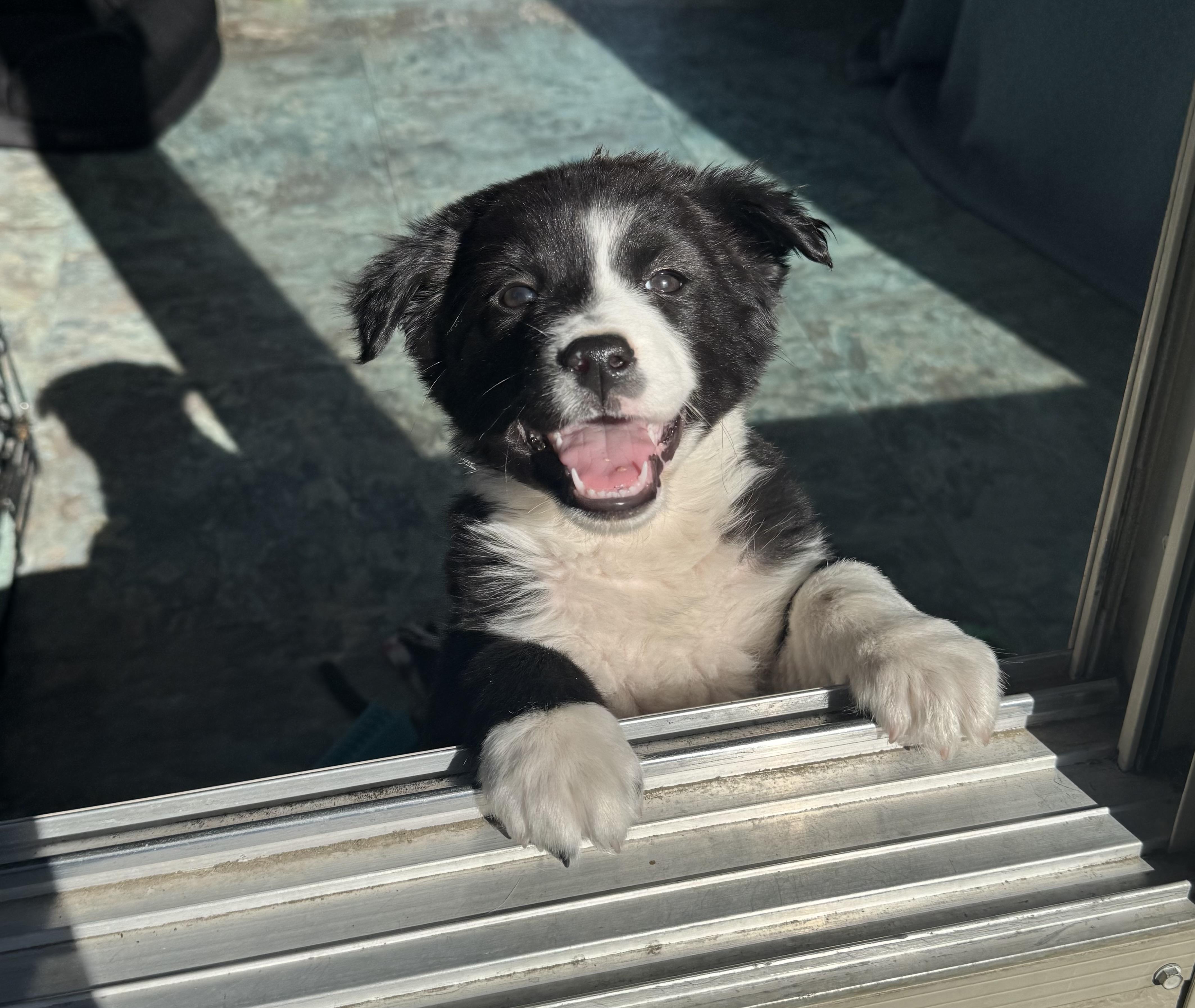 Olivia , a ADOPTABLE mixed breed in Denver, CO image 2/6