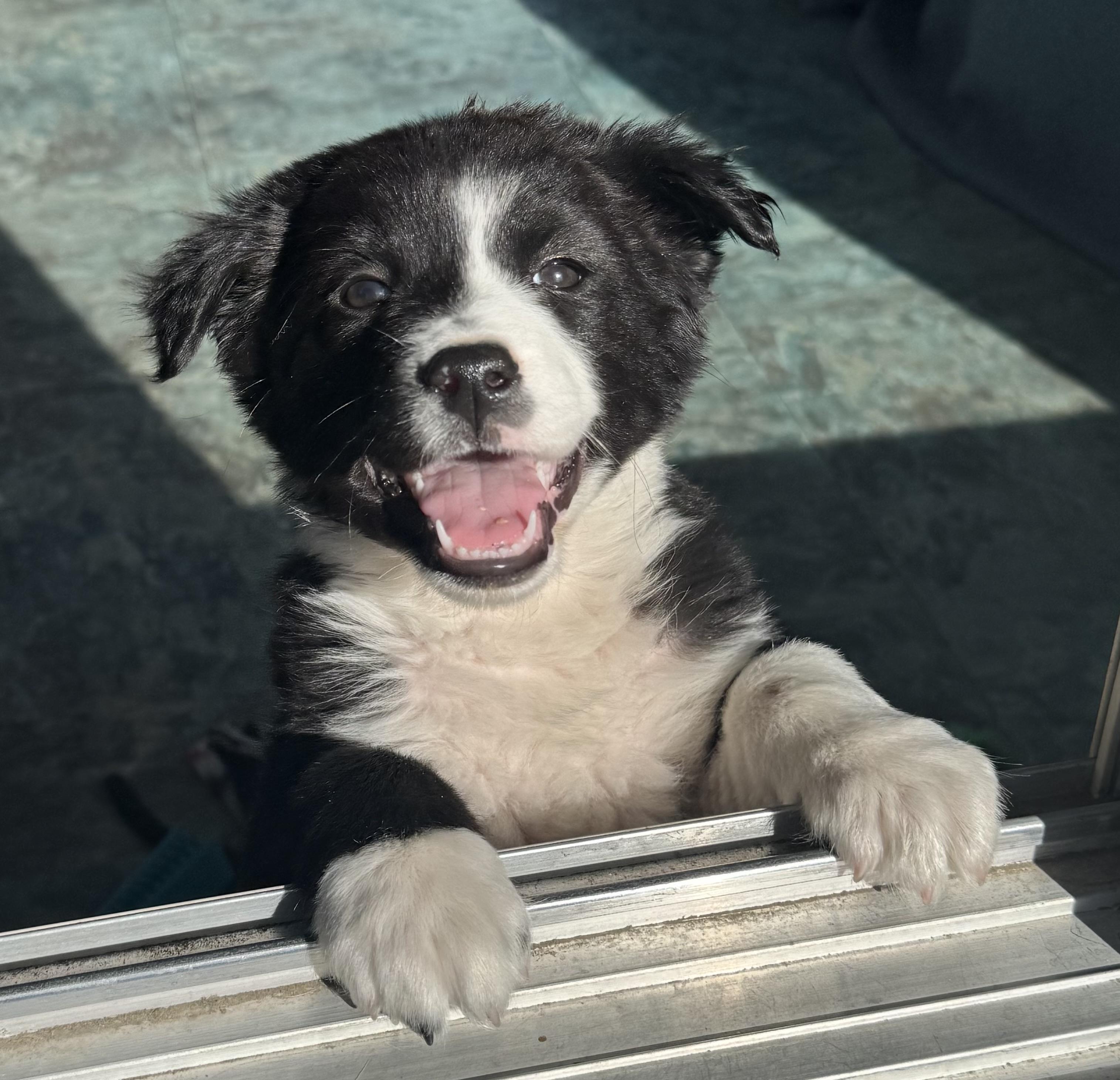 Enlarge Olivia , an adopted mixed breed in Denver, CO image 6/6