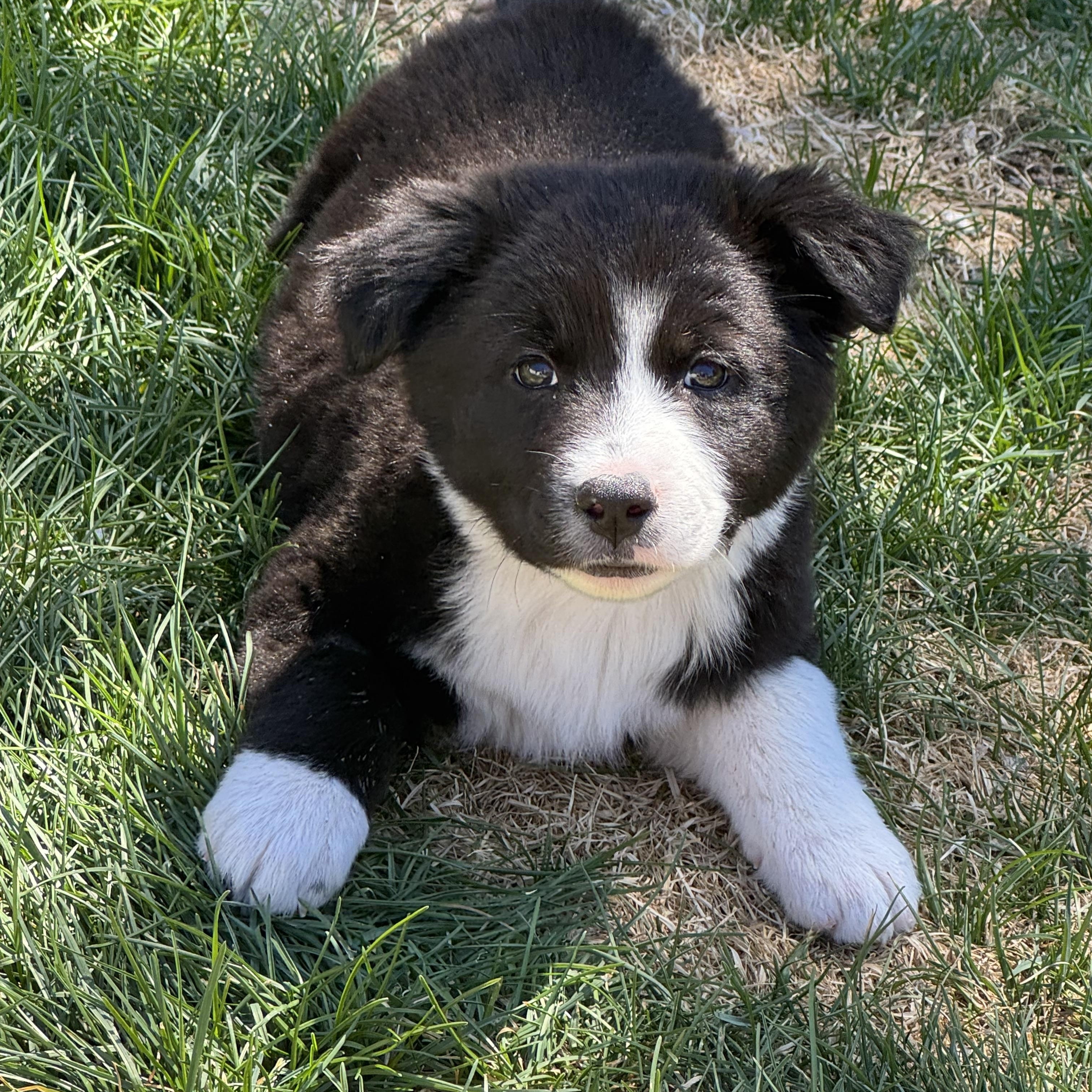 Olivia , adopted, Puppy Female Border Collie & Great Pyrenees.
