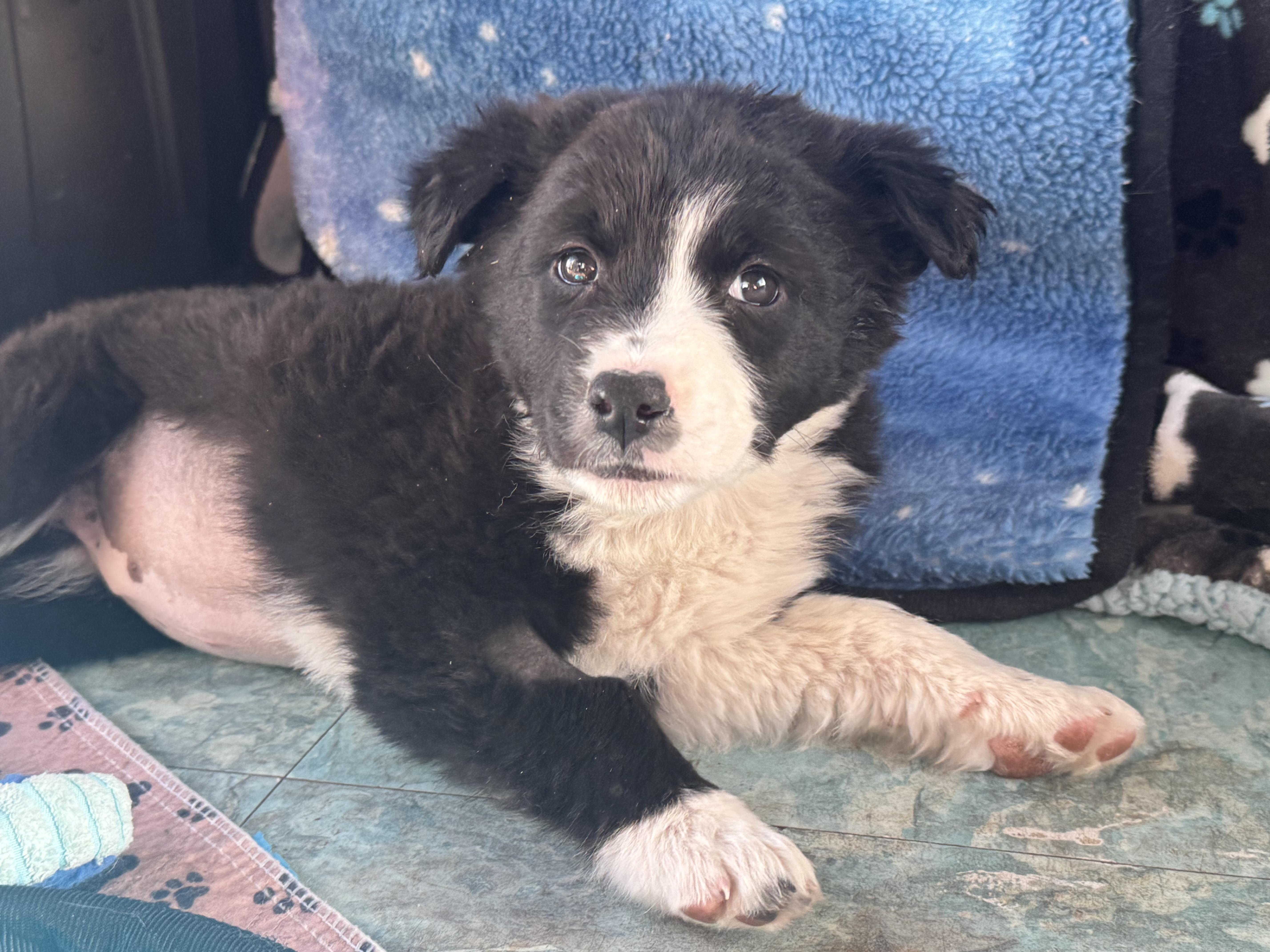 Olivia , a ADOPTABLE mixed breed in Denver, CO image 5/6