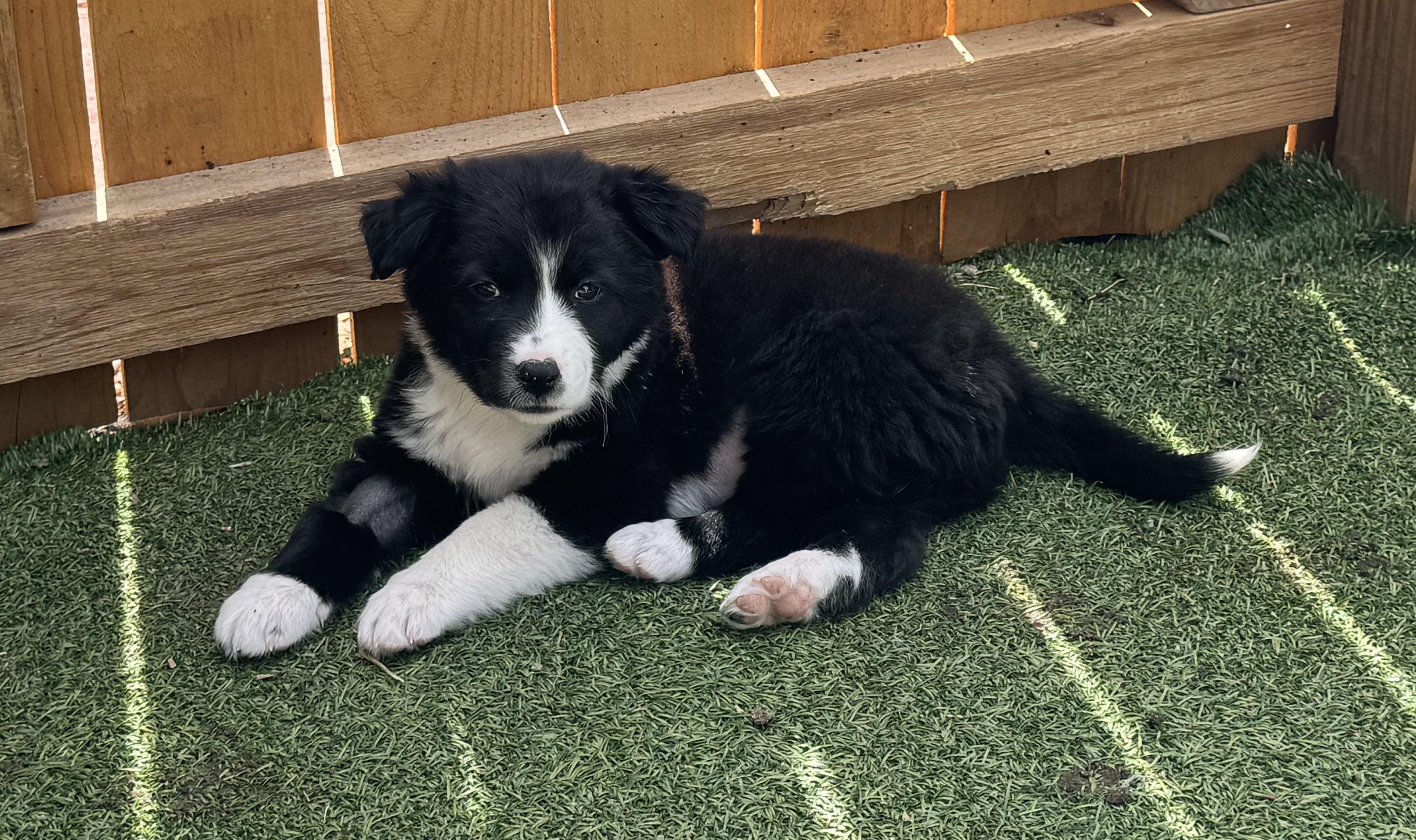 Olivia , ADOPTABLE, Puppy Female Border Collie & Great Pyrenees.