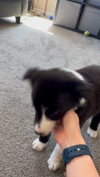 Enlarge Olivia , an adopted mixed breed in Denver, CO video 4/6