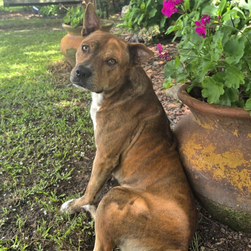 Enlarge Cheese Balls, a Adoptable Mixed Breed in Monroeville, AL image 2/4