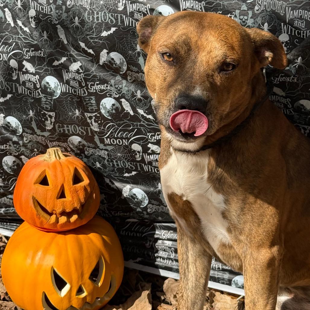 Enlarge Cheese Balls, a Adoptable Mixed Breed in Monroeville, AL image 3/4