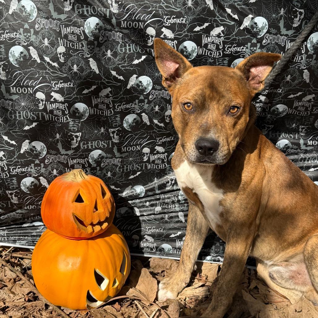 Enlarge Cheese Balls, a Adoptable Mixed Breed in Monroeville, AL image 4/4