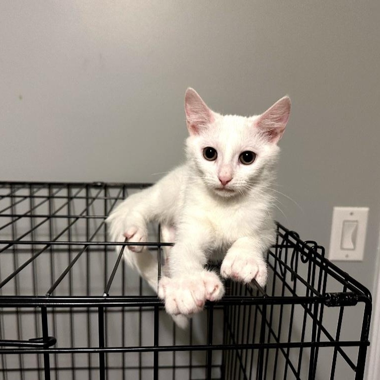 Snowdrops, Adoptable, Kitten Male Domestic Short Hair.