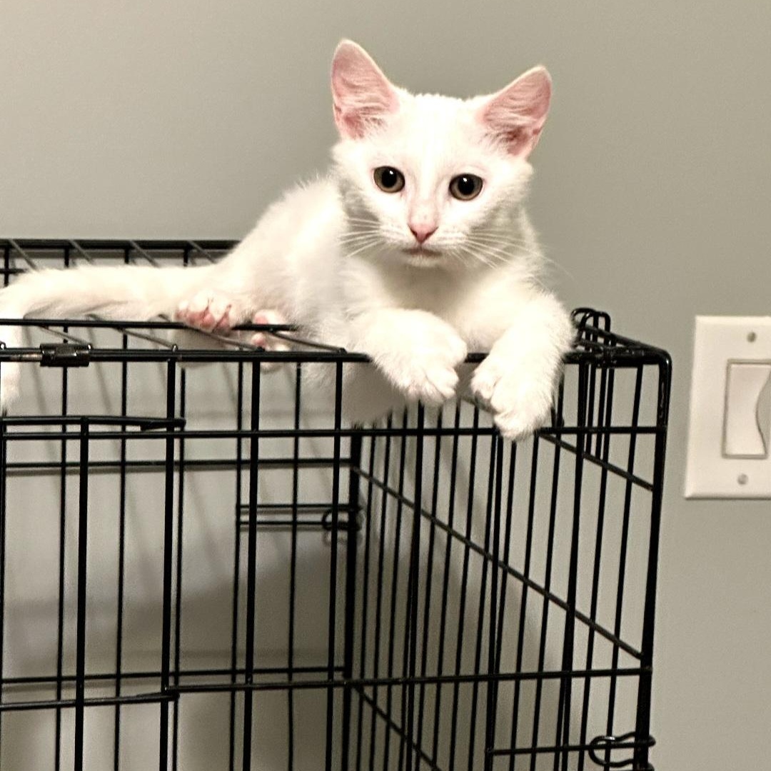 Snowdrops, a Adoptable Domestic Short Hair in Raeford, NC image 2/3