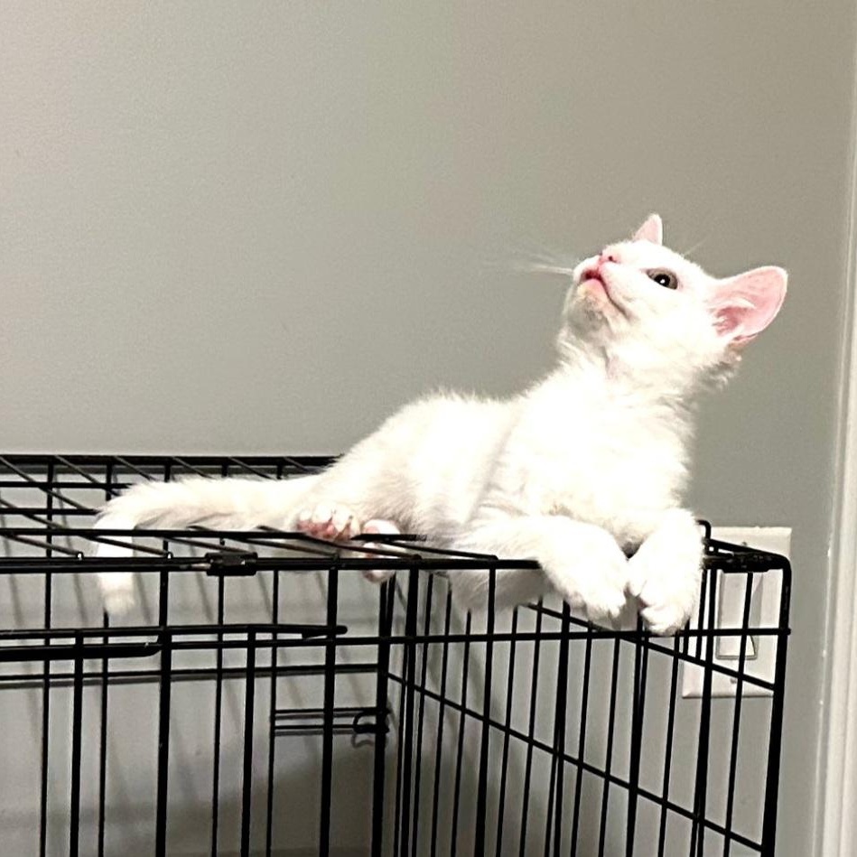 Snowdrops, a Adoptable Domestic Short Hair in Raeford, NC image 3/3