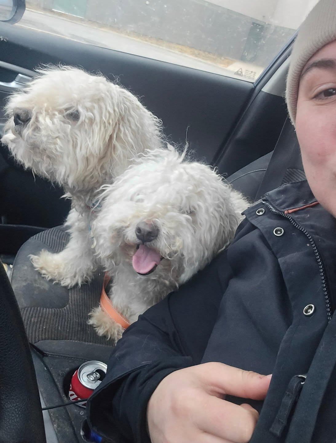 Abbot & Costello, ADOPTABLE, Senior Male Bichon Frise.