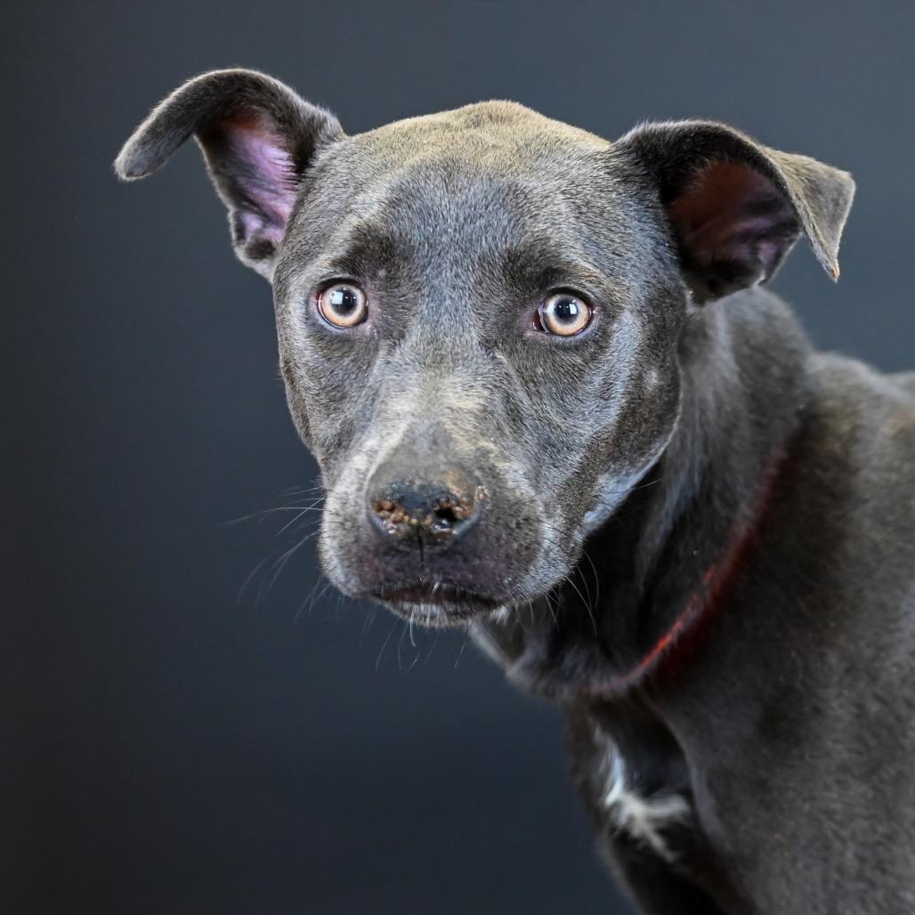 Stevie, Adoptable, Young Female Pit Bull Terrier & Labrador Retriever.