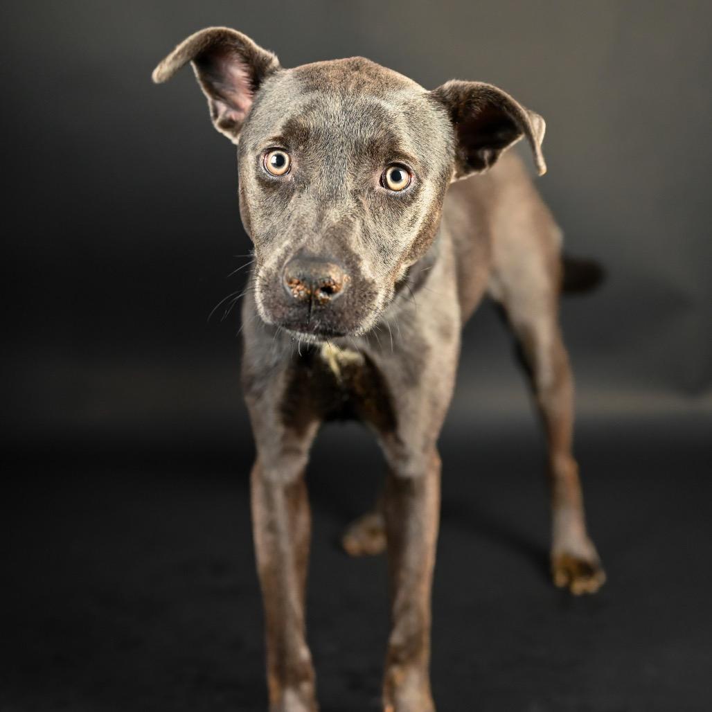 Stevie, Adoptable, Young Female Pit Bull Terrier & Labrador Retriever.
