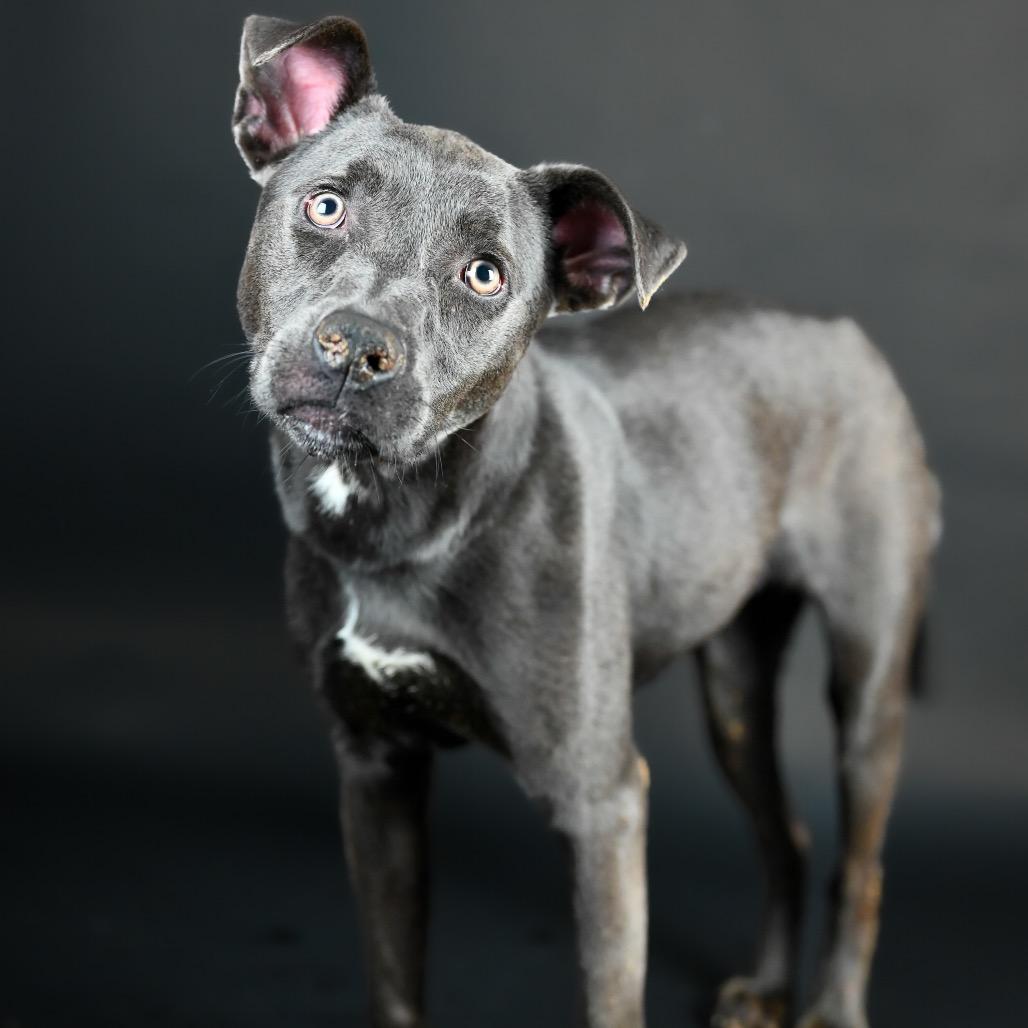 Enlarge Stevie, a Adoptable mixed breed in Austell, GA image 2/6