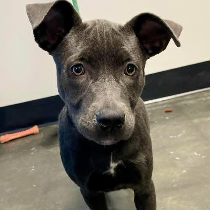 Enlarge Stevie, a Adoptable mixed breed in Austell, GA image 3/6