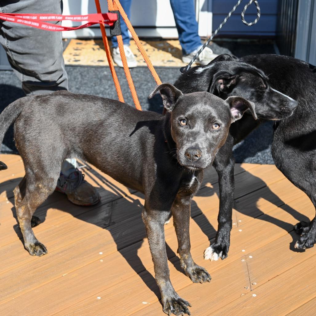 Enlarge Stevie, a Adoptable mixed breed in Austell, GA image 4/6