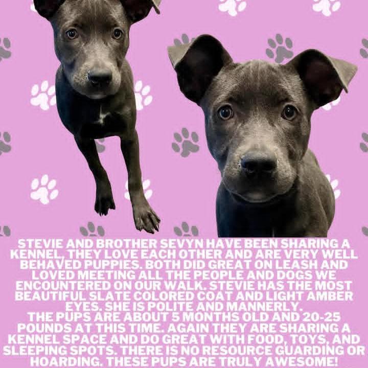 Enlarge Stevie, a Adoptable mixed breed in Austell, GA image 5/6