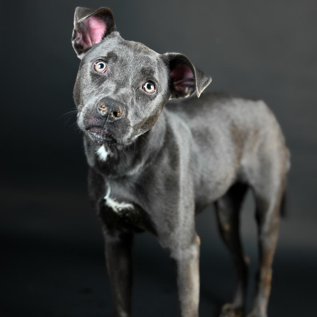 Stevie, a Adoptable mixed breed in Austell, GA image 5/6