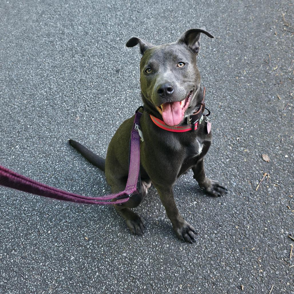Stevie, a Adoptable mixed breed in Austell, GA image 6/6