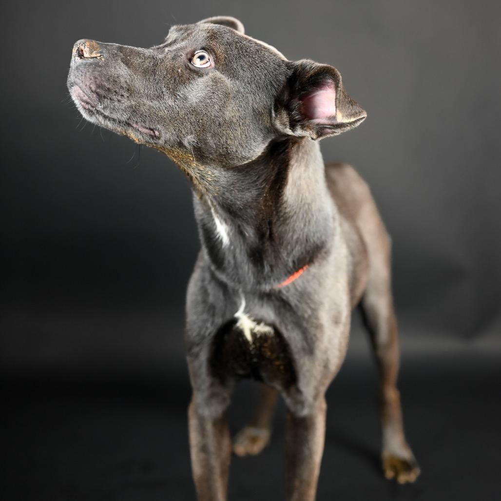 Enlarge Stevie, a Adoptable mixed breed in Austell, GA image 6/6