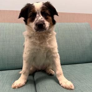 Folgers, adopted, Puppy Female Great Pyrenees & Anatolian Shepherd.