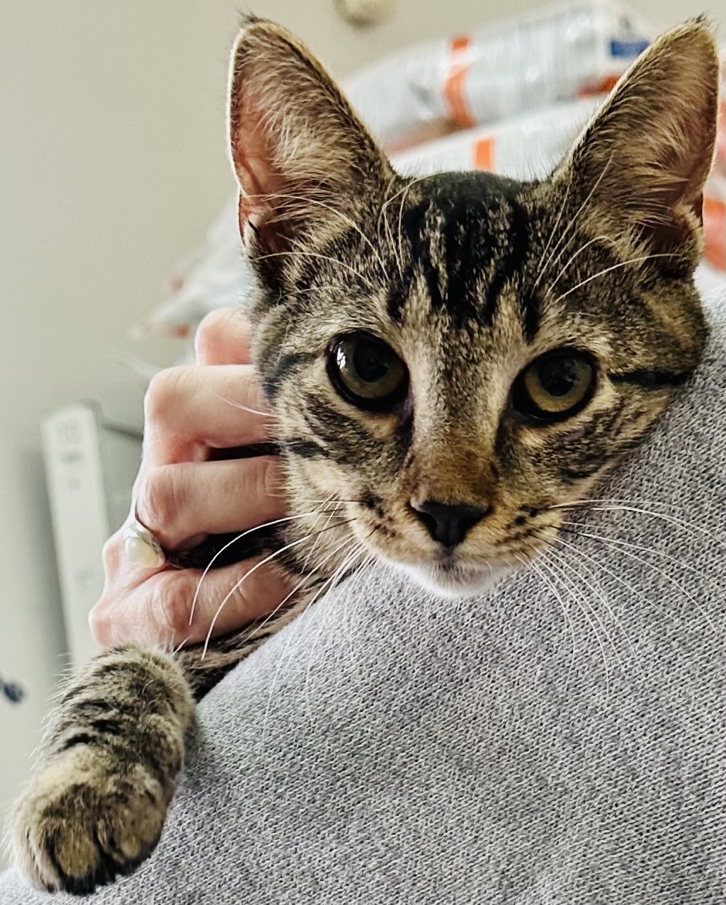 Pepper, a Adoptable mixed breed in New York, NY image 3/6