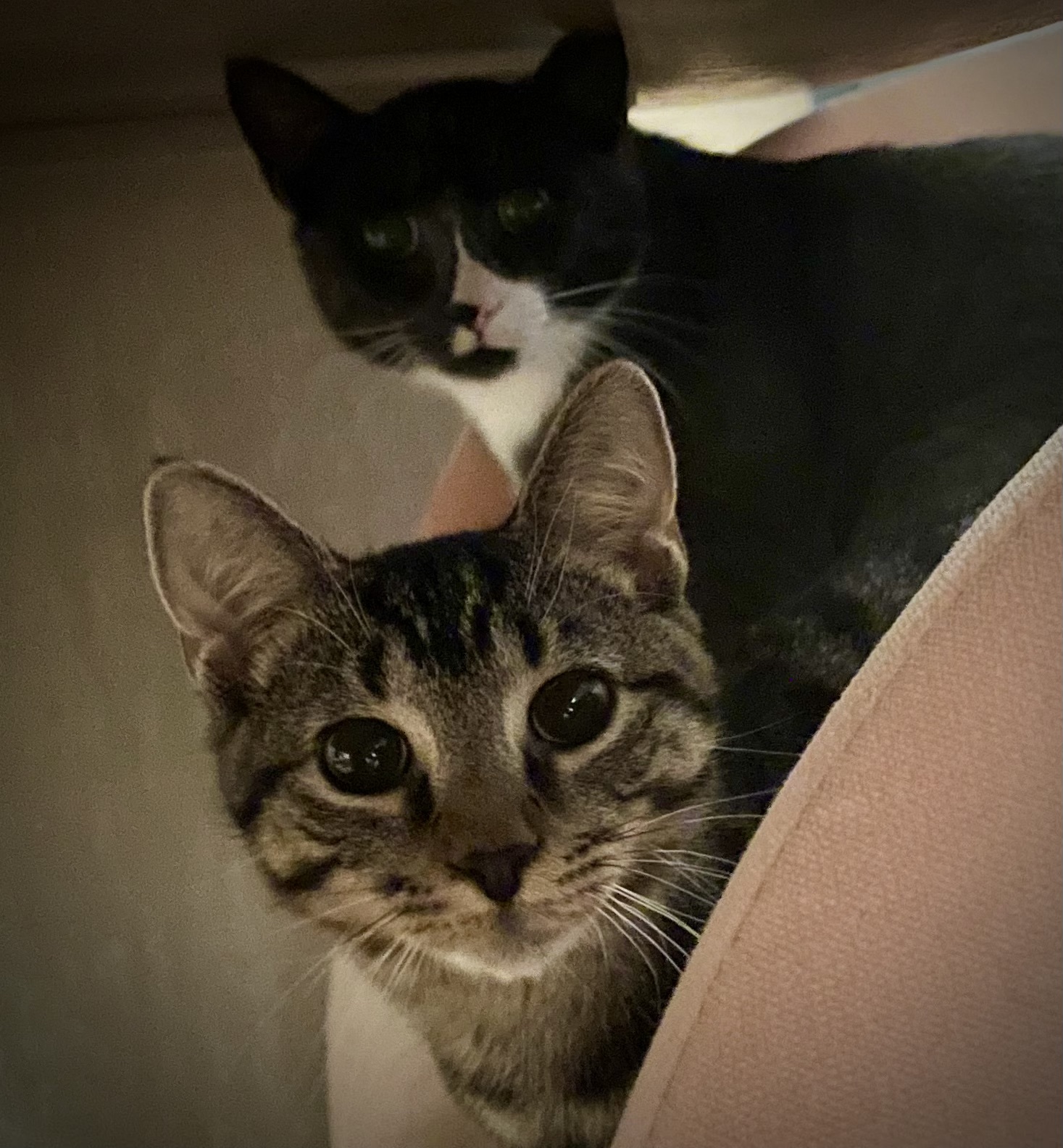 Pepper, a Adoptable mixed breed in New York, NY image 4/6