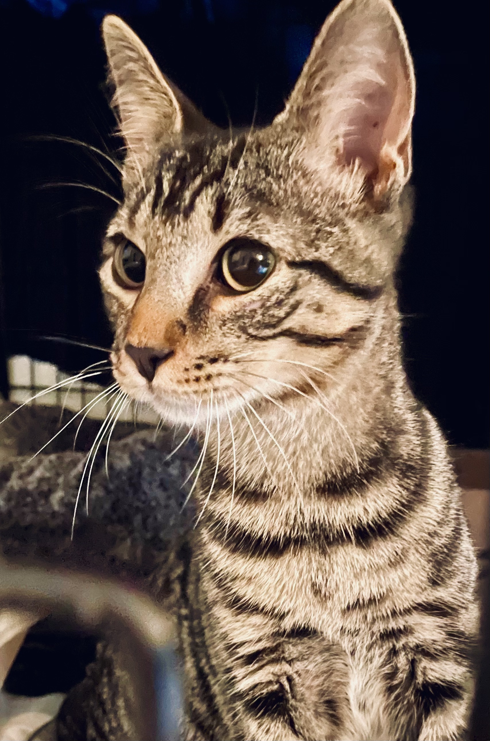 Pepper, a Adoptable mixed breed in New York, NY image 5/6