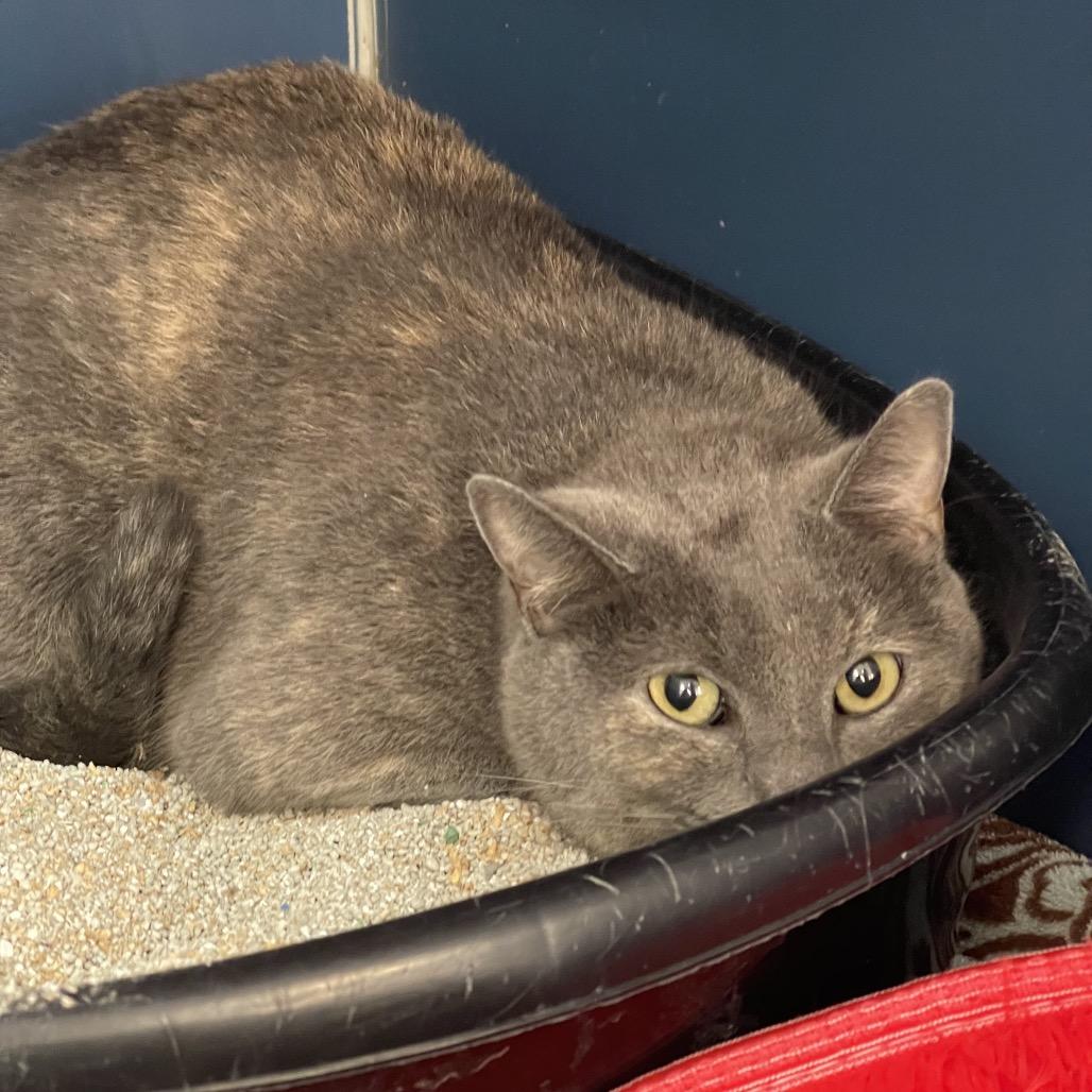 Missy, Adoptable, Adult Female American Shorthair.