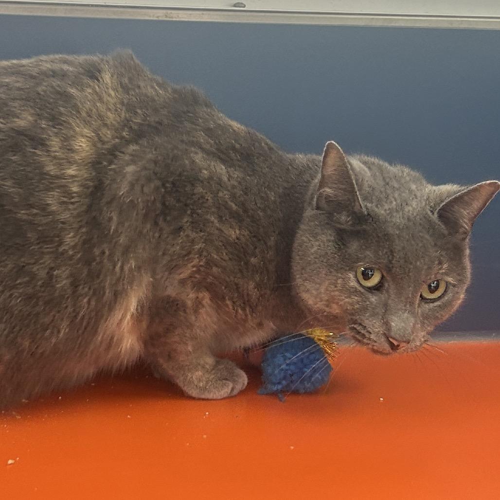 Enlarge Missy, a Adoptable American Shorthair in Tulsa, OK image 2/3