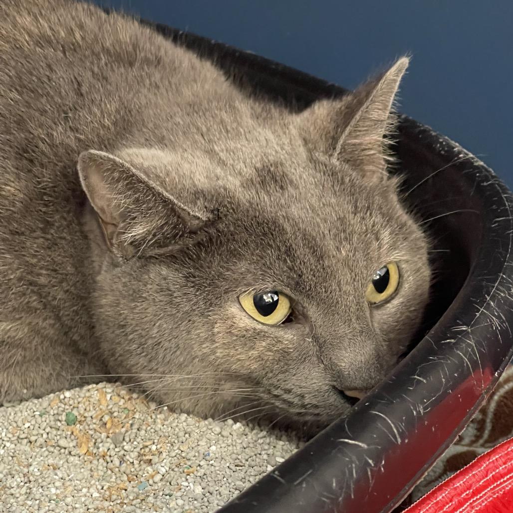 Enlarge Missy, a Adoptable American Shorthair in Tulsa, OK image 3/3