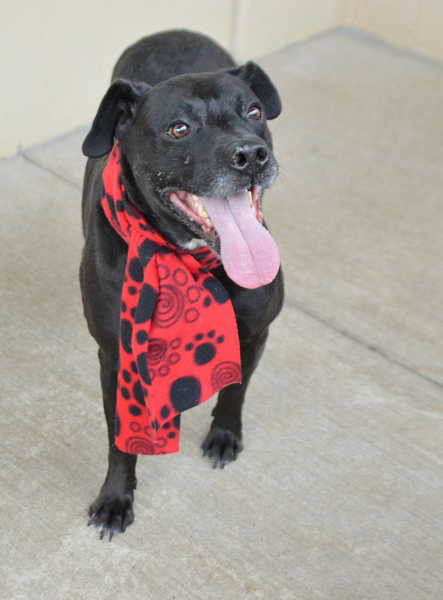 Enlarge Bo, a Adoptable American Staffordshire Terrier in McKinney, TX image 1/3