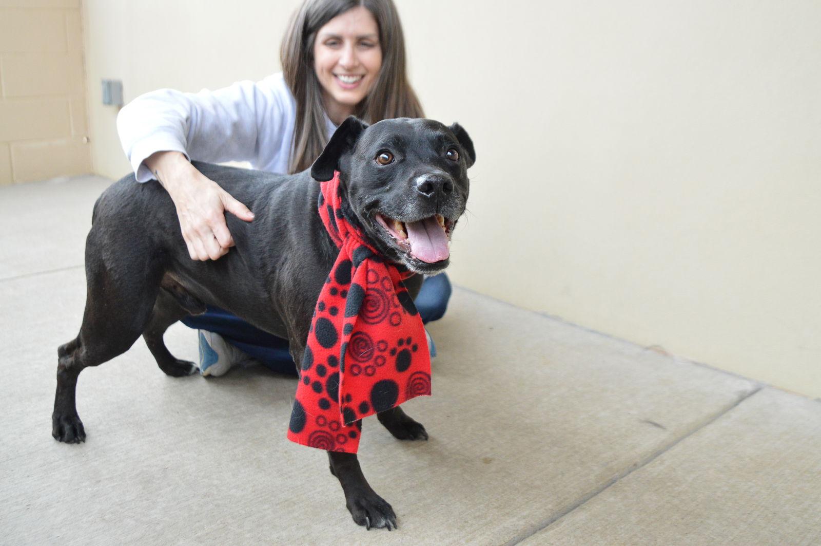 Enlarge Bo, a Adoptable American Staffordshire Terrier in McKinney, TX image 2/3