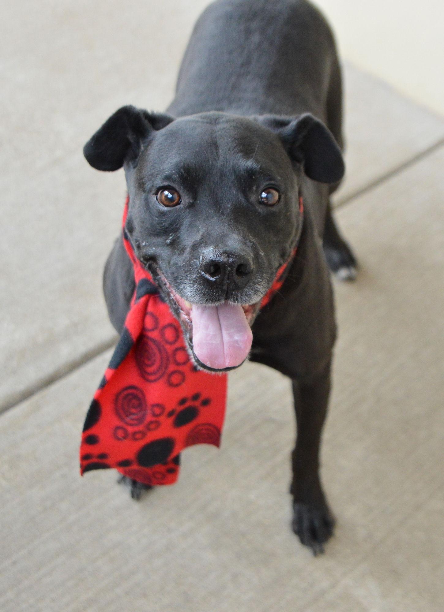 Enlarge Bo, a Adoptable American Staffordshire Terrier in McKinney, TX image 3/3