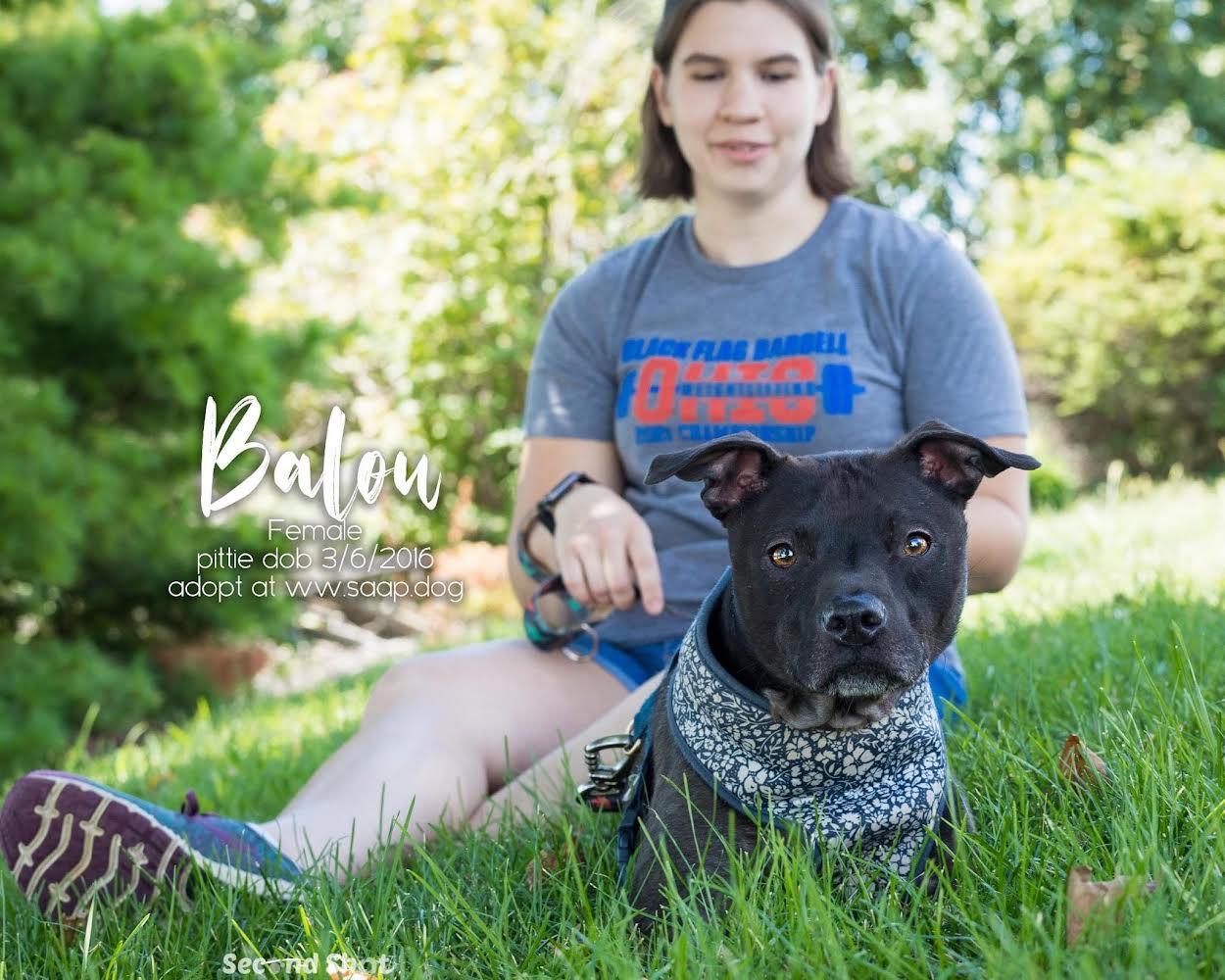 Balou, Adoptable, Senior Female Pit Bull Terrier.