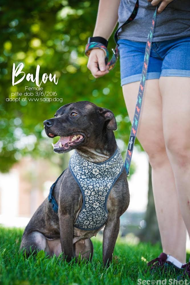Balou, a Adoptable Pit Bull Terrier in Newport, KY image 2/3