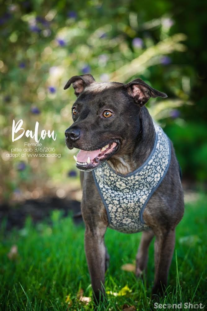 Balou, a Adoptable Pit Bull Terrier in Newport, KY image 3/3