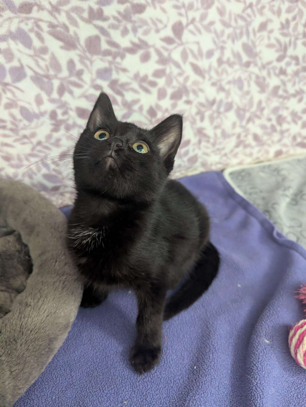 Cosmo, Adoptable, Kitten Female American Shorthair.