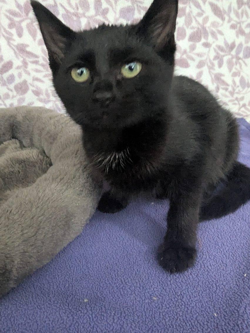 Enlarge Cosmo, a Adoptable American Shorthair in Standish, MI image 2/6